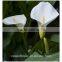 2016 lastest arriving high quality calla lily flower to export