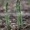 Canned Green Asparagus Tips And Cuts/Canned Food/Canned Vegetables
