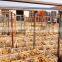 Ginger Price 2015 New Crop