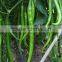 High disease resistance hybrid high yield chili pepper seeds for planting-Hot No.18