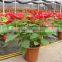 Christmas flower decorations Euphorbia pulcherrima bonsai