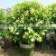 Ornamental Golden Ficus Microcarpa