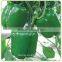 Early Maturity Good Resistant Big Pepper Seeds for Export