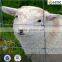 ISO9001 high tensile sheep wire mesh fence(hot sale)