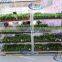 A37 Vegetable seedings plant trolley container