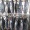 Frozen Skipjack Tuna