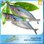 Frozen Live Fish Horse Mackerel