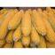 best quality yellow and Red corn for sale with lowest price (Grade A)