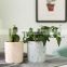 Succulent small potted plants in marble ceramic pots