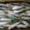 Landing frozen wholesale sardines with size 5 - 7 / kg