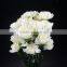 Low price Snow White white color carnation flower