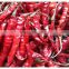Red Dried Chilli with High quality