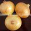 YELLOW ONION 2014