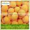 iqf/frozen yellow peach halves