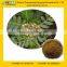 GMP Factory Supply Free Sample 40% 90% Tribulus Terrestris Extract