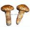 wild pine mushroom/matsutake new product