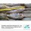 Frozen sardine fish price