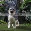 wholesale new products wedding pet plush dog toys