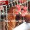 TA NO.1 Direct factory and stock automatic layer chicken cage for broiler for chicken house