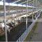 Steel structure Cow shed