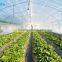 Multi Span Greenhouse