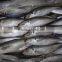 Horse Mackerel/Frozen Mackerel Fish