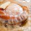 High-grade Hokkaido scallop shell , with one/two shells , made in Japan