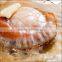 Best-selling , Delicious frozen seafood , scallops with one/two shells made in Japan