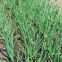 Hot sell Hybrid vegetable for Resistance Scallion Seeds Green Chinese Onion Chinese shallot seeds