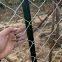 Hot-dip galvanized steel wire mesh, animal fence