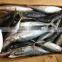Frozen Pacific mackerel whole round