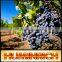 Relationship Between Root Growth And Fertilization Of Fruit Trees