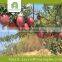 wholesale chinese Huaniu apple fruit prices
