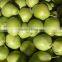 Chinese fresh early su pear with best price for export