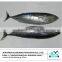 China Manufacturer Bonito fish