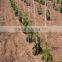 Fiberglass pultruded vineyards or eggplant support for outdoor facility