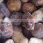 New Crop Wild Porcini Mushroom Frozen Boletus Edulis