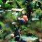 Green Anti Bird Protection Net Mesh Garden Plant Netting Protect Seedlings Plants Flowers Fruit Bird Net