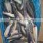 HGT Pacific mackerel 100-200g