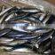 FAO 61 Japanese mackerel fish