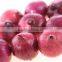 Quality Onion for export from india