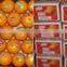 Fresh Mandarin from south africa