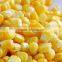 Supply China Frozen Sweet Corn wholesale corn baby corn