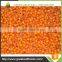 hot sale frozen sea buckthorn berries