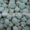 IQF cultivated mushroom
