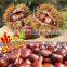 Bulk Fresh Chestnut chinese food wholesale frozen raw food