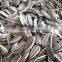 wholesale price of sunflower seeds and sunflower seeds kernel for export with HACCP