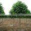 Bischofia polycarpa (Levl.) Airy Shaw