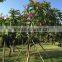 Red Flower Plumeria Rubra L. Cv. Acutifolia