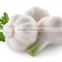 New Garlic Crop--Spice Vegetable